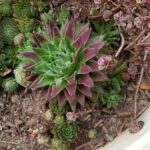 How to Propagate Frailea: Offsets and Seeds