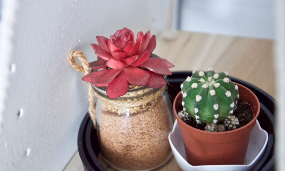 Rebutia in Containers: Tips for Indoor and Outdoor Growth