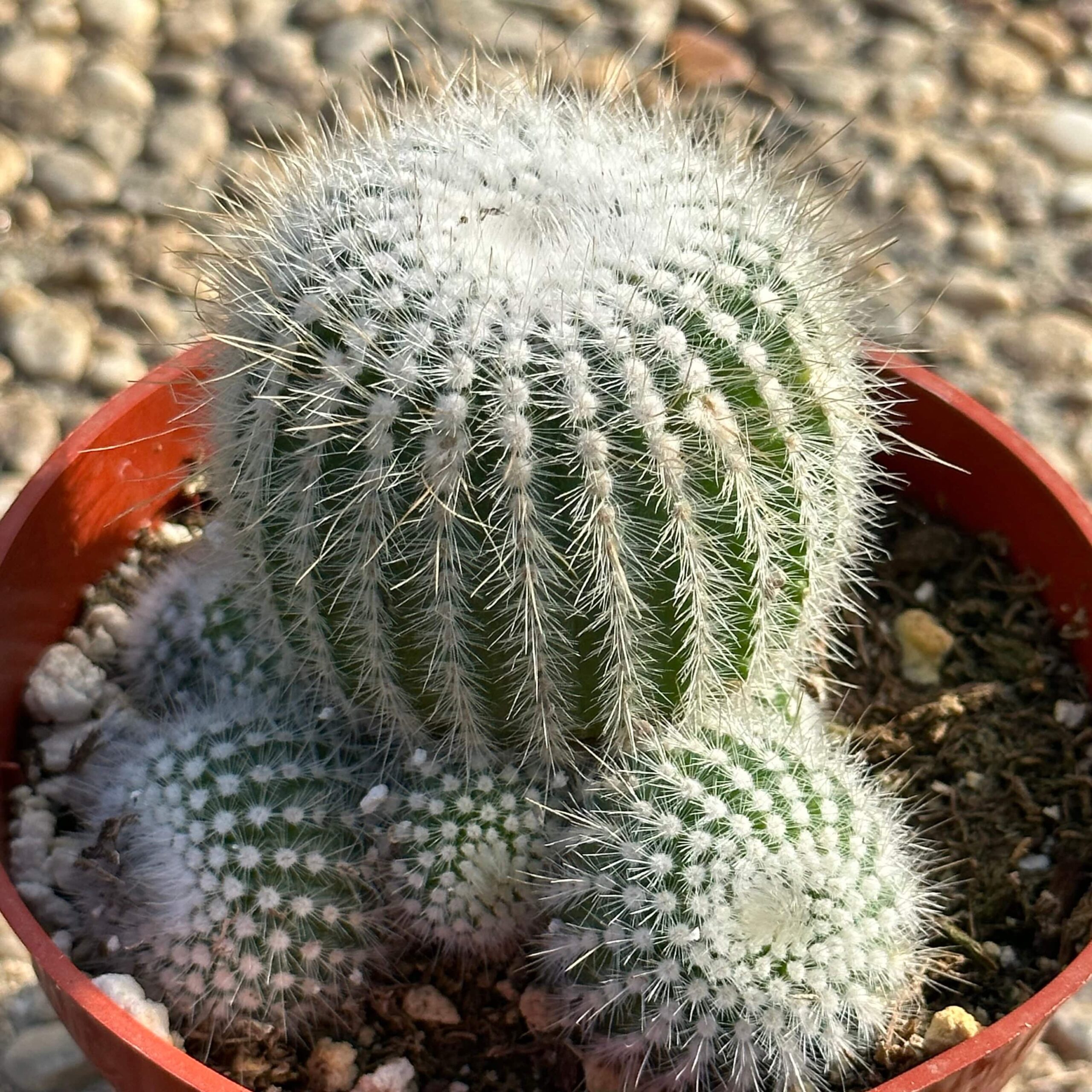 Parodia for Students: The Colorful Ball Cactus