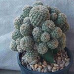 Grafting Cacti: A Beginner’s Guide to Combining Genera