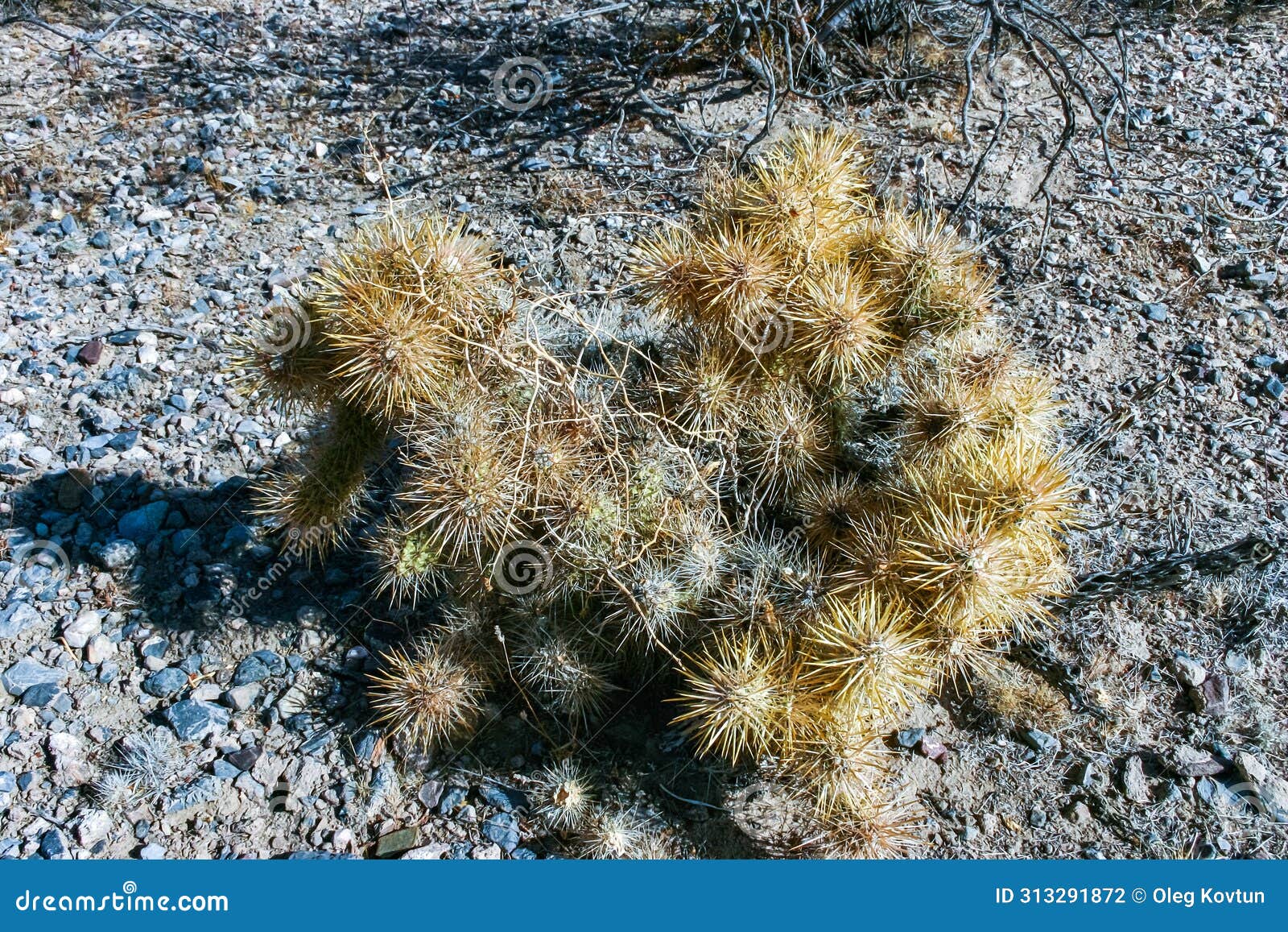 How to Remove Cylindropuntia Spines: Safety Tips