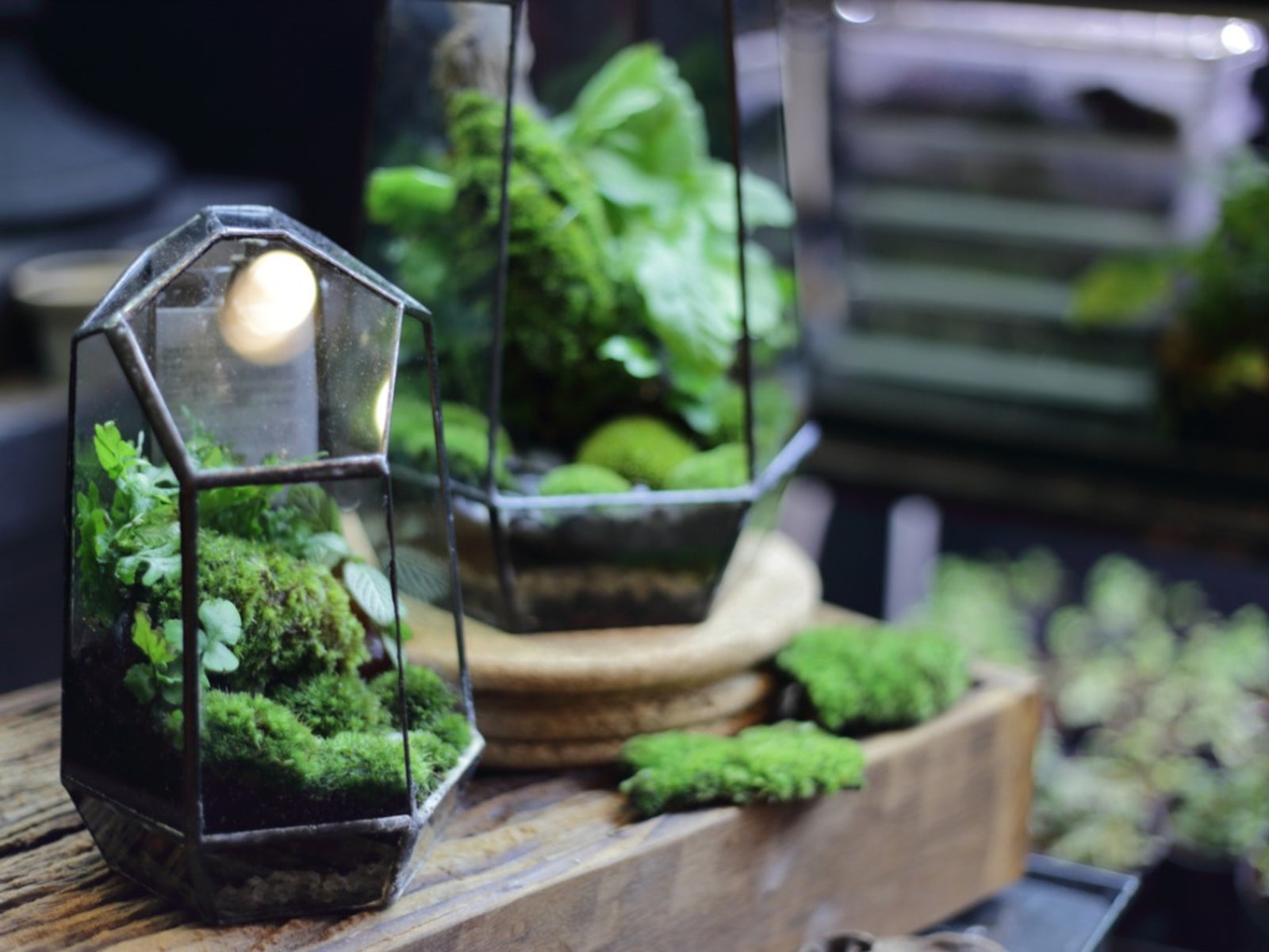 Echinocactus in Terrariums: Tips for Large Specimens