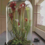 Mammillaria in Terrariums: Tips for Small-Space Gardens