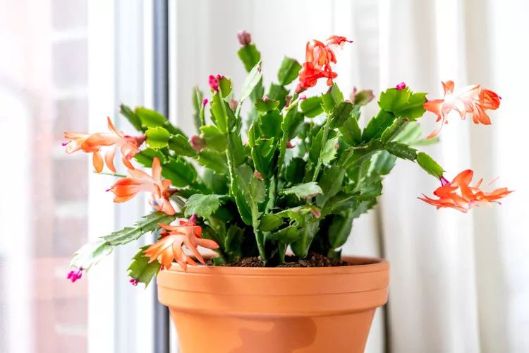 Christmas Cactus vs. Thanksgiving Cactus: How to Tell the Difference