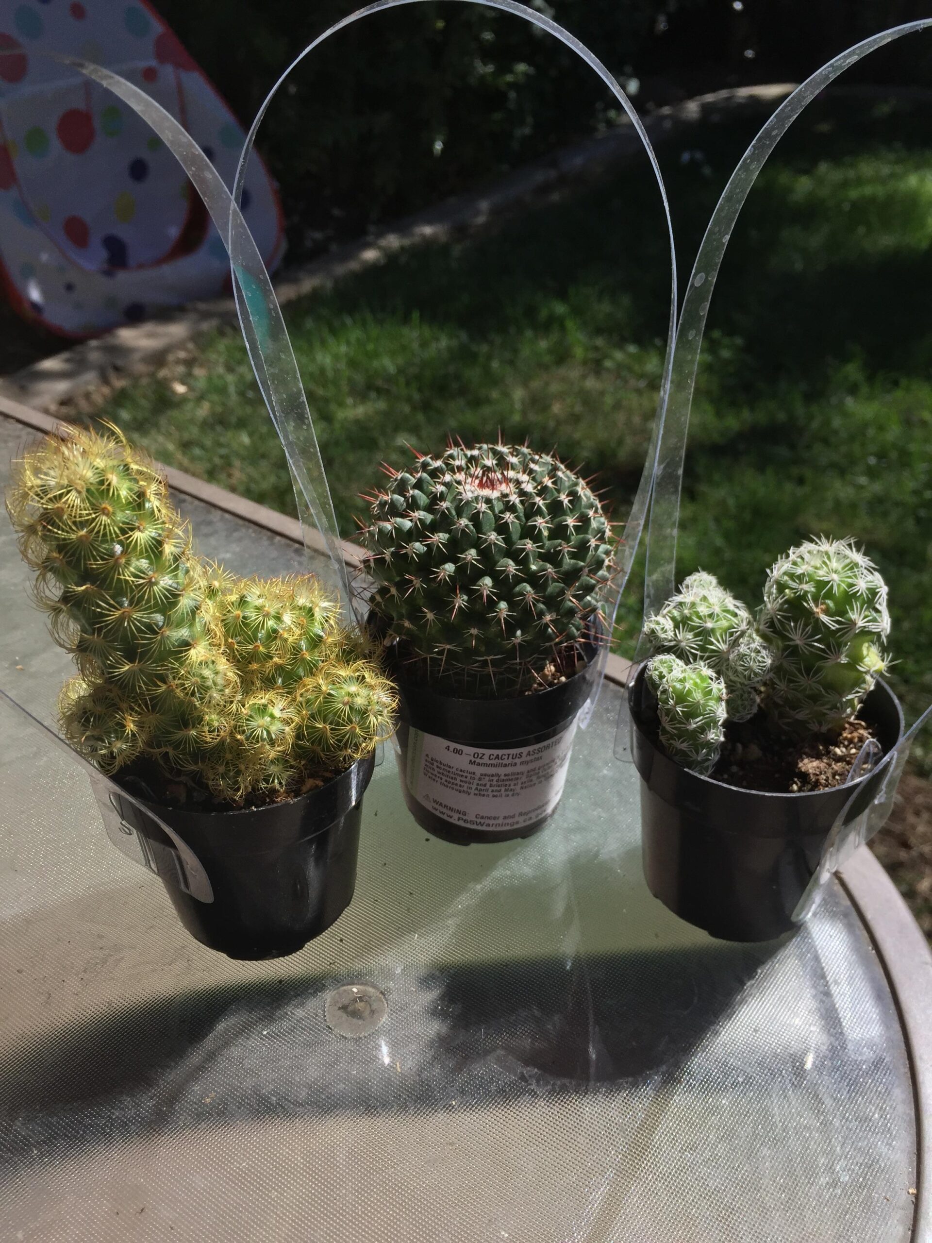 Why You Should Never Buy a Cactus Without a CITES Certificate