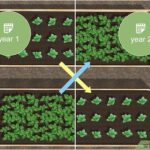 How to Fix Root Rot in Cacti: A Step-by-Step Rescue Guide