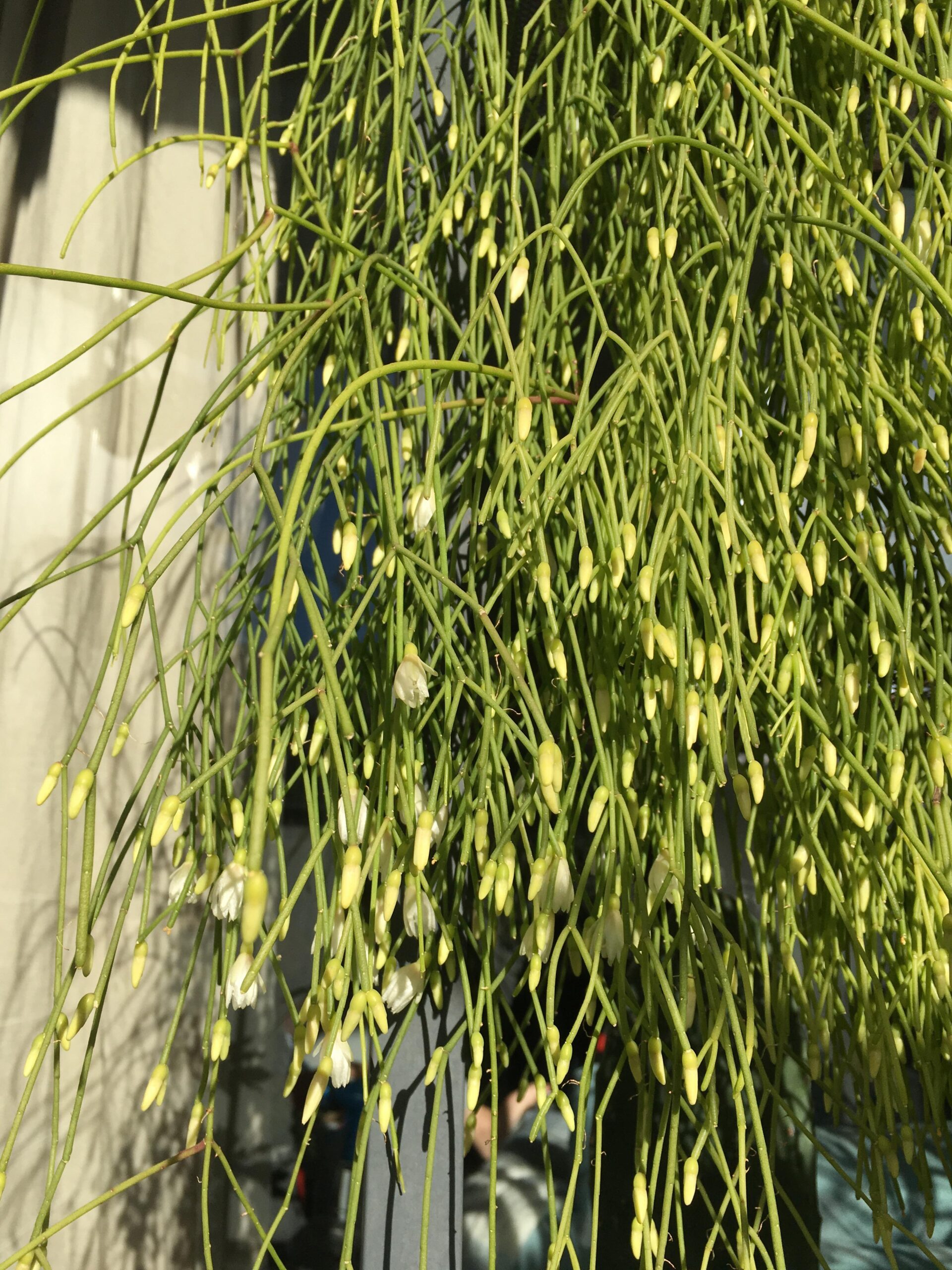 Rhipsalis Flowering: How to Encourage Blooms