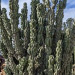 Cactus and Soil Health: Why Their Roots Matter for Ecosystems
