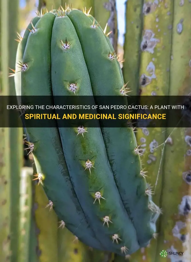 Cactus in Traditional Medicine: Historical and Modern Uses