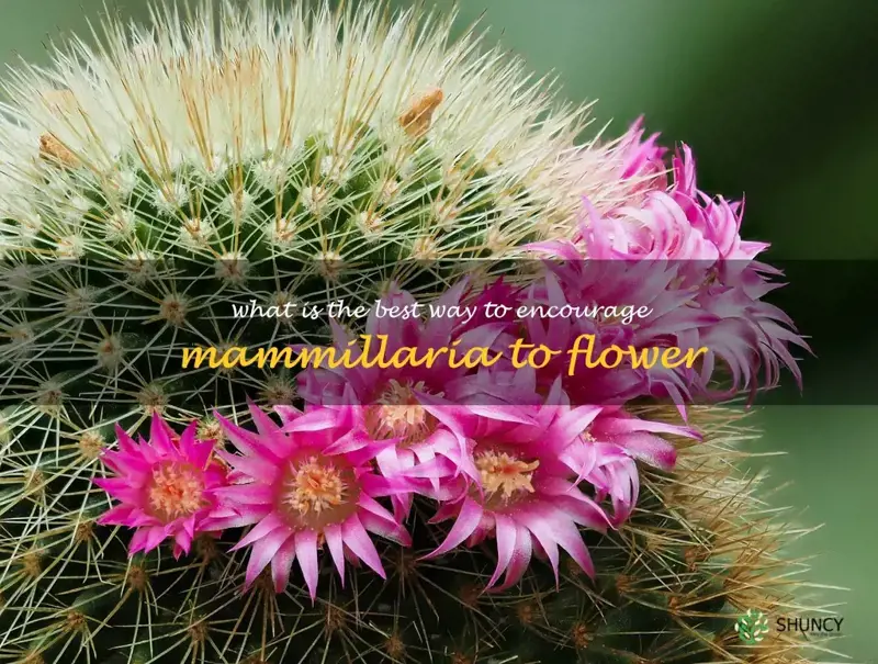 The Best Nurseries for Ethically Sourced Mammillaria