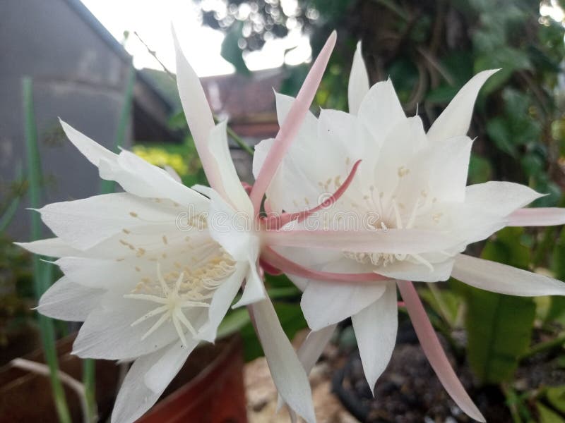 Epiphyllum Species: From Queen of the Night to Dutchman’s Pipe