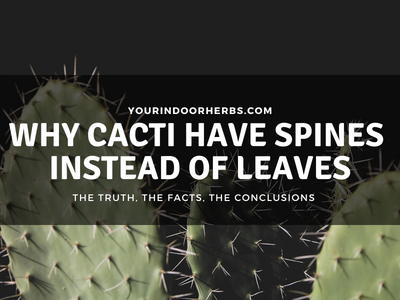 The Cultural Significance of Endangered Cacti: Why Their Loss Matters
