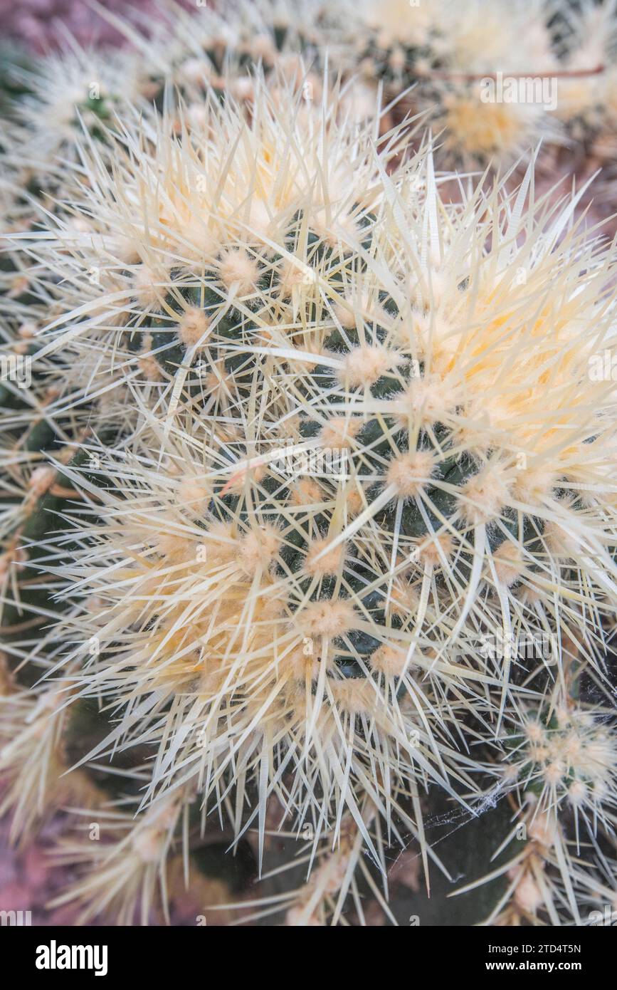 How to Propagate Echinocereus: Offsets and Seeds
